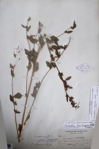 herbarium sheet of NY 3337054